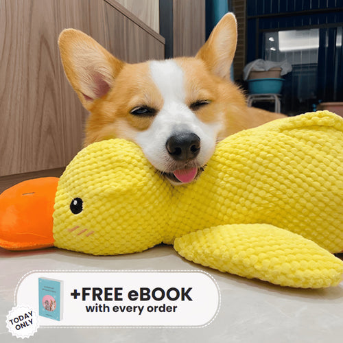 Quacko® Calming Duck (FREE Today)